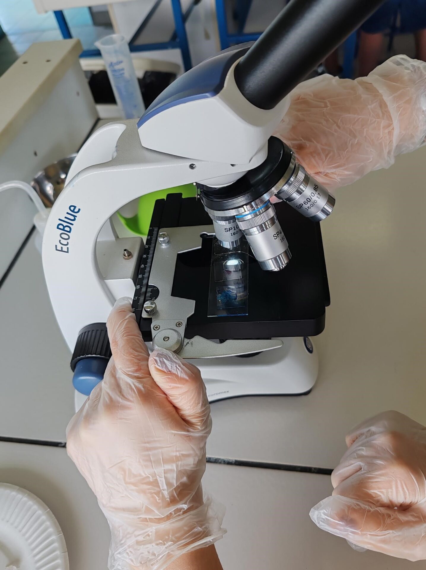 Vignette ADN ? élémentaire mon cher Watson