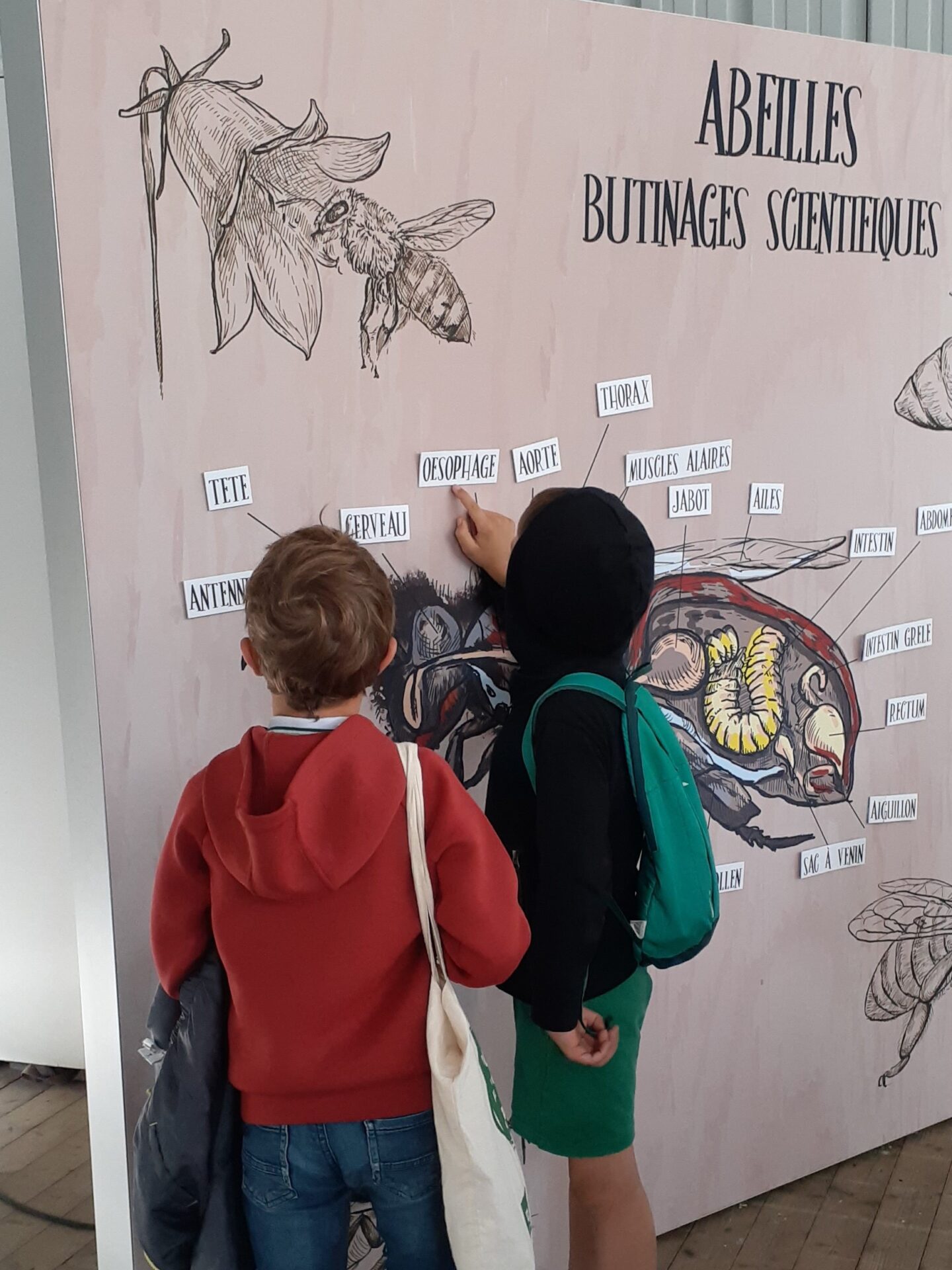 Vignette Abeilles : butinage scientifique